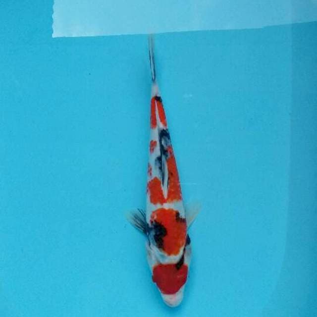 Showa sansoku