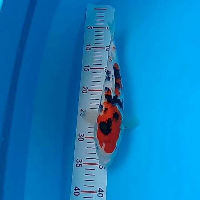 Sanke 32cm