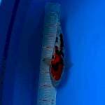 Sanke 32cm