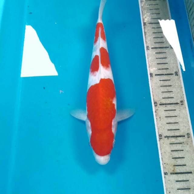 Kohaku, 28 cm