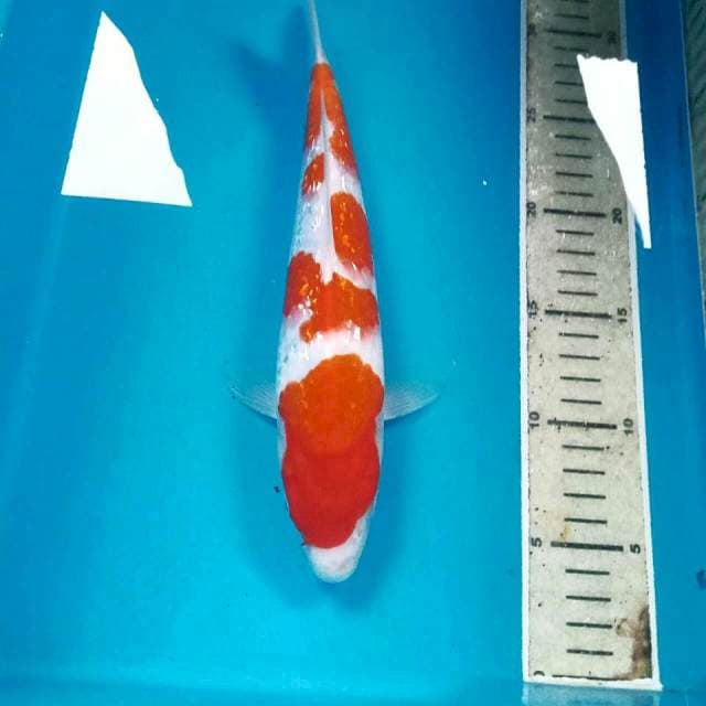Kohaku Ginrin, 28 cm
