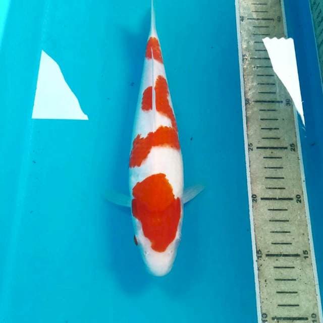 Kohaku, 28 cm