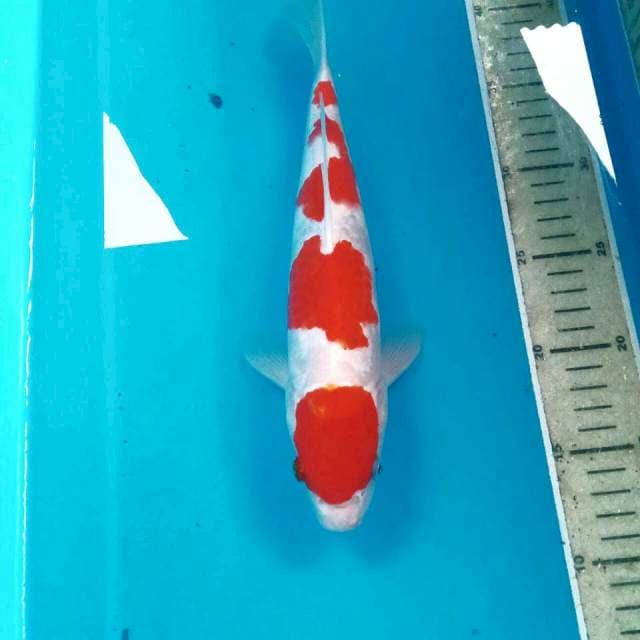 Kohaku, 30 cm
