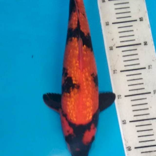 Utsuri ginrin 40cm