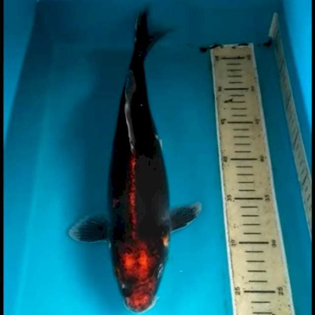 Black 37 cm