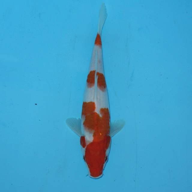 JOSSS 🔥 KOHAKU 27cm
