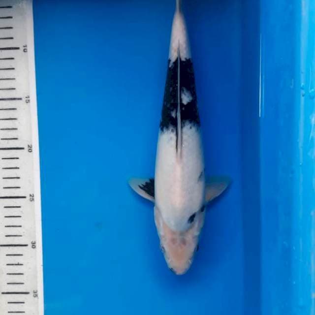 Shiro 29cm female