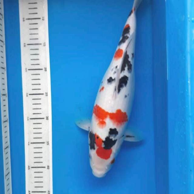 Kindai showa 37 female