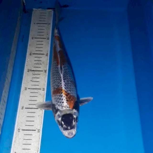 Maruten Kawari Male