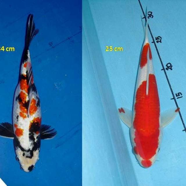 Showa Ginrin (34 cm) & Red Nidan Kohaku (25 cm)