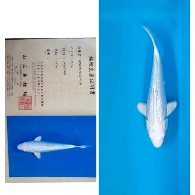 Platinum Ginrin 25bu serti Yamasan