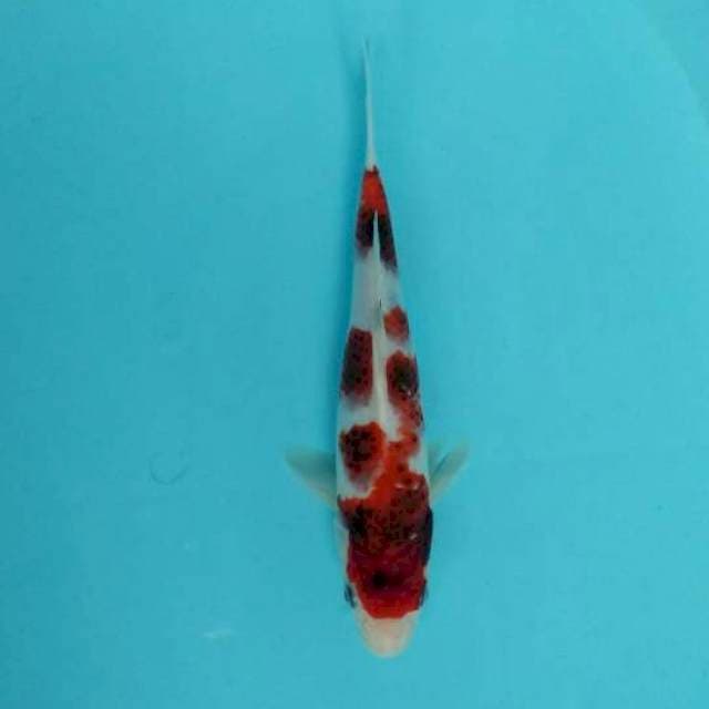Goromo