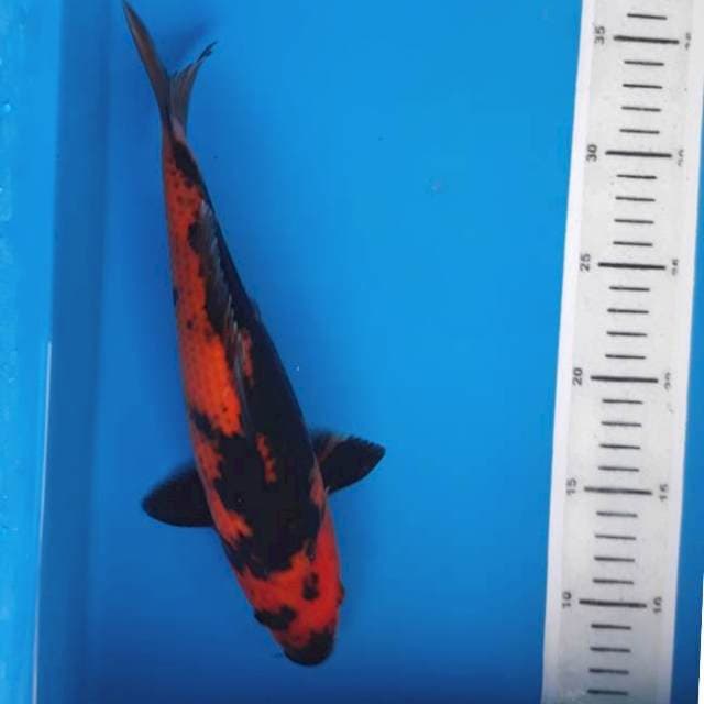 Utsuri 28cm