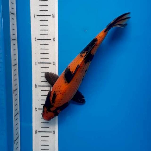 Utsuri 27cm