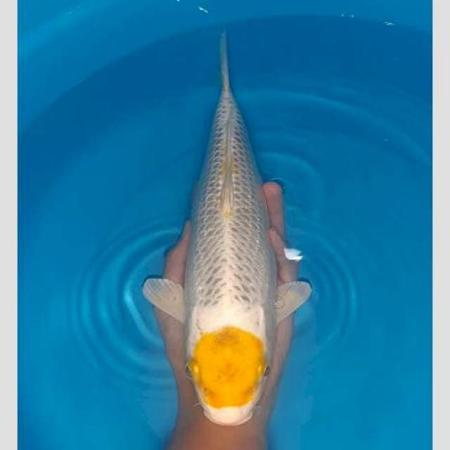 Tancho hariwake ginrin 40cm