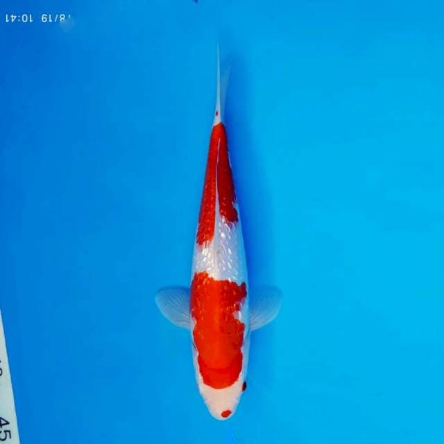 HANA 14 - KOHAKU GIN RIN ®