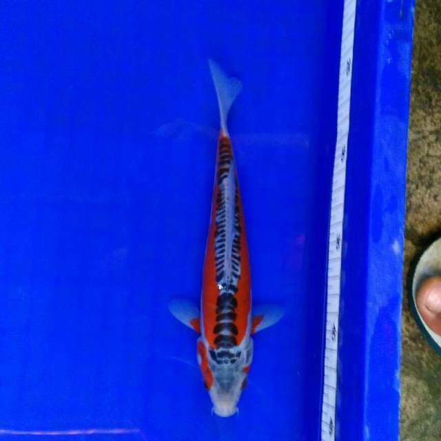 Red cakep hana 23cm male