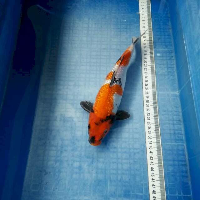 30cm,showa ginrin