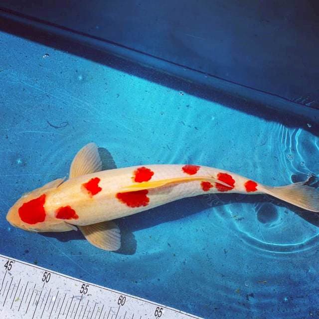 Kohaku Sakura 9 step, LANGKA..💥👍💖