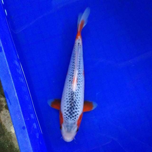 Asanti cakep 27cm male