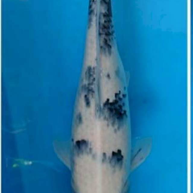 Shiro jumbo female 45cm