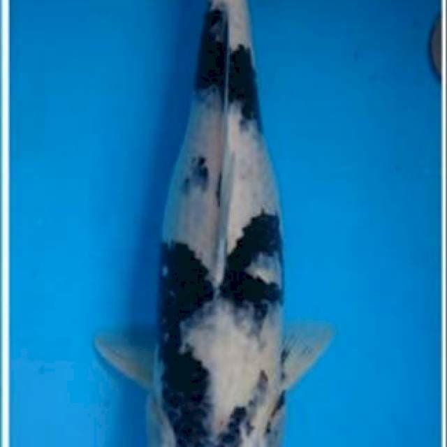 Shiro jumbo female 46cm