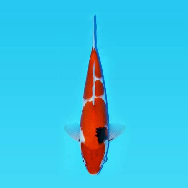 SHOWA 30 MALE