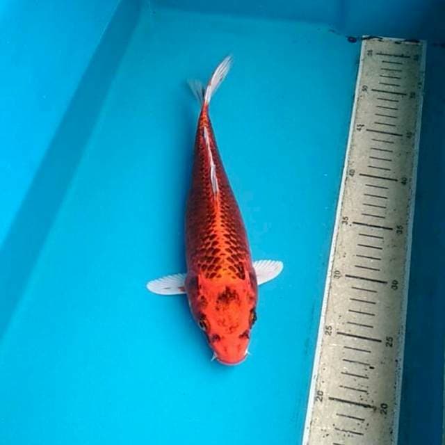 Kujaku 27cm