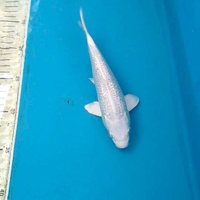 Platinum 20cm
