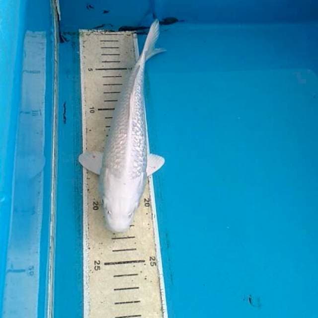 Platinum ginrin 21cm
