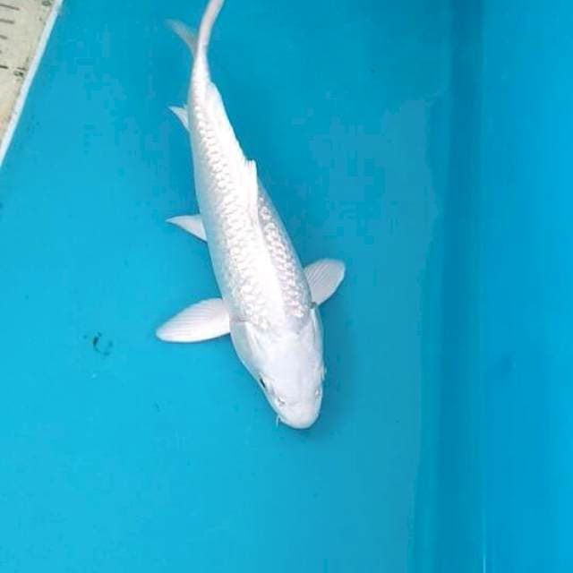 Platinum ginrin 22cm