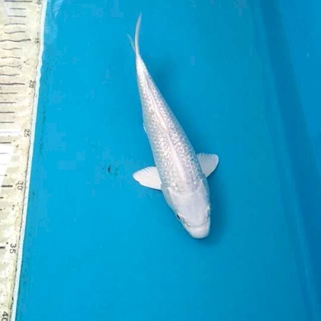 Platinum ginrin 22cm