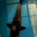 Showa Ginrin 27 cm