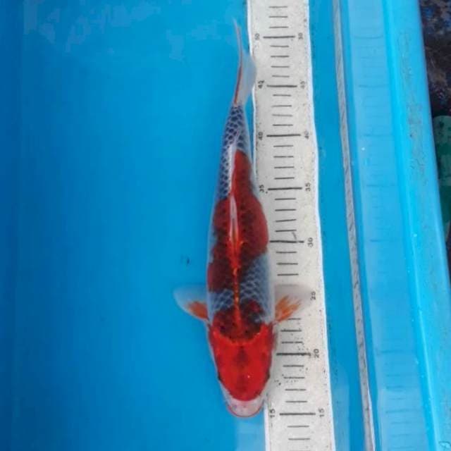 Goshiki stroongg