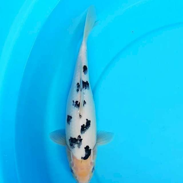Bekko Putih 7 Titik