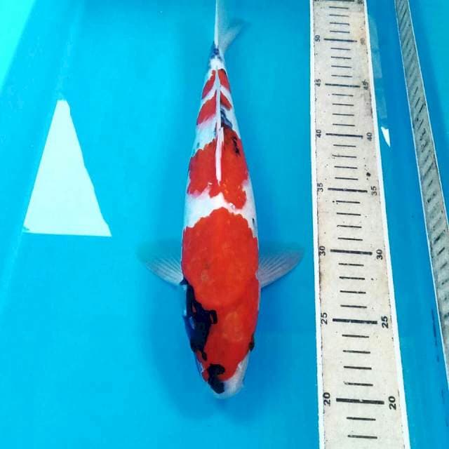 Showa, 33 cm