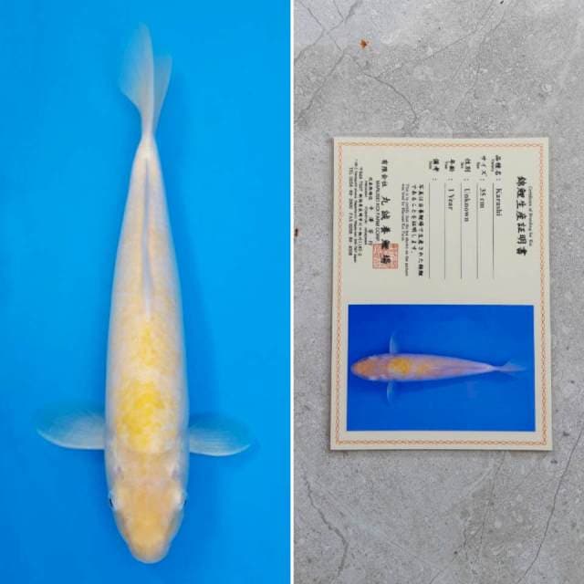 Marusei karashi mata merah 35cm certy