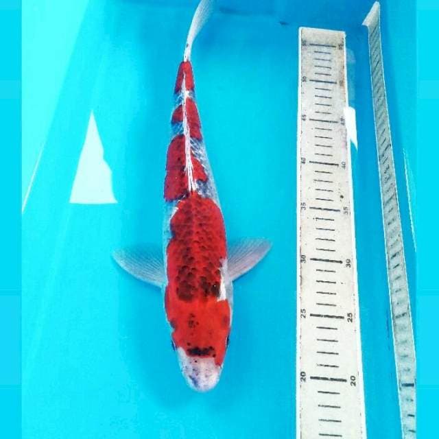 Goshiki, 39 cm