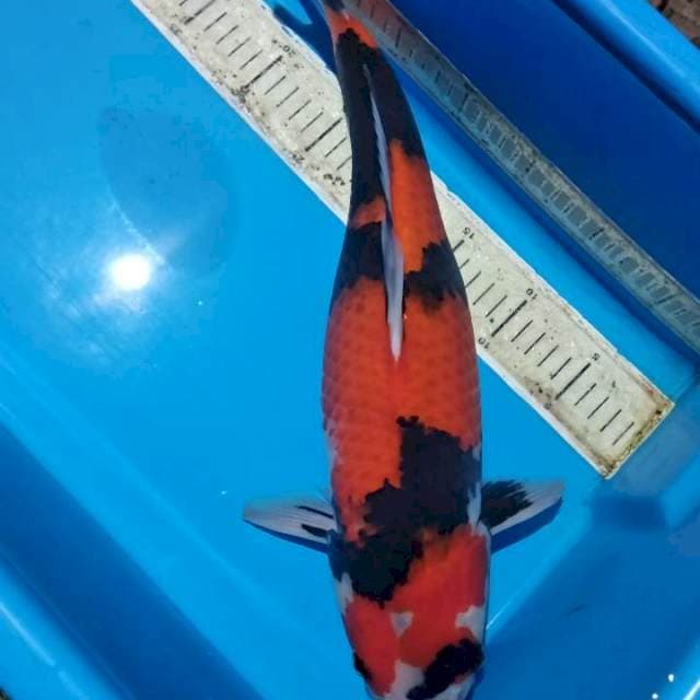 Showa 45cm strong