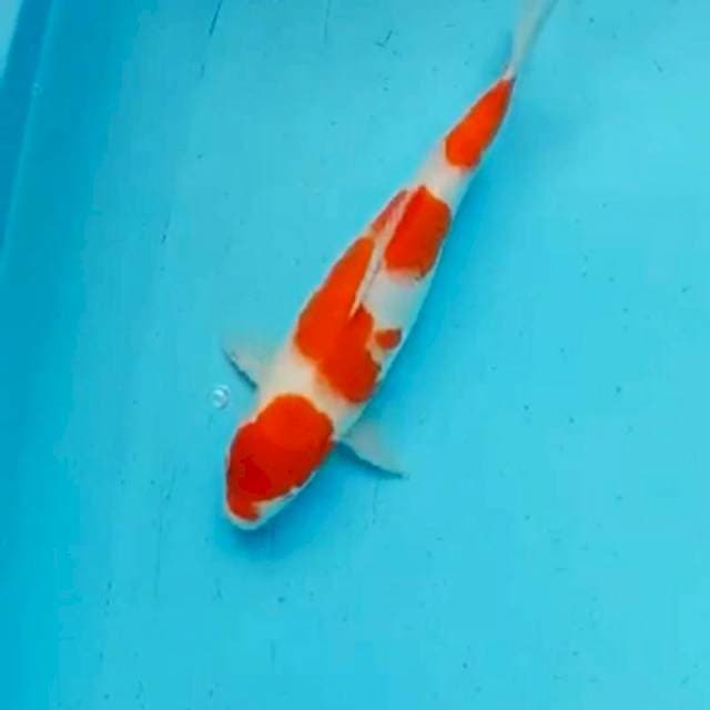Kohaku 35BU