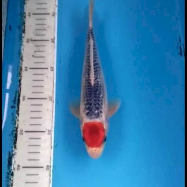 Tancho Goshiki 26cm Male