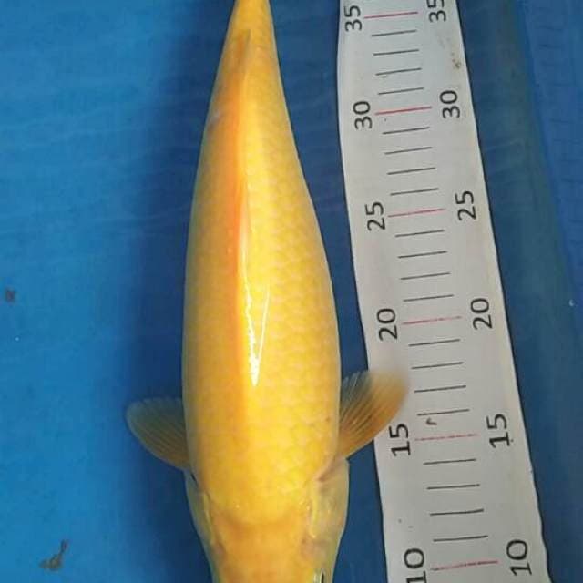 karasi mata merah bulky