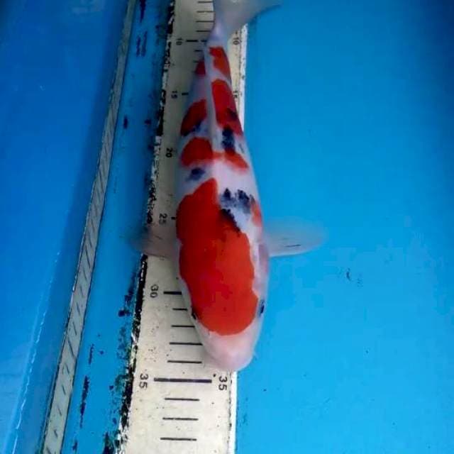 Sanke 30cm Male