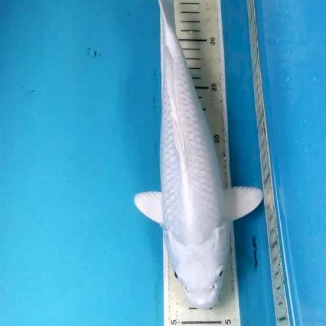 Platinum 29cm Male
