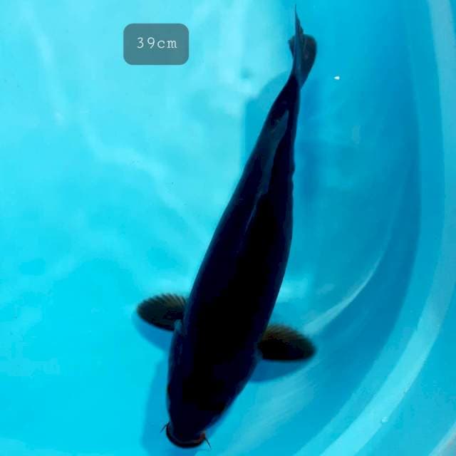 Karasugoi