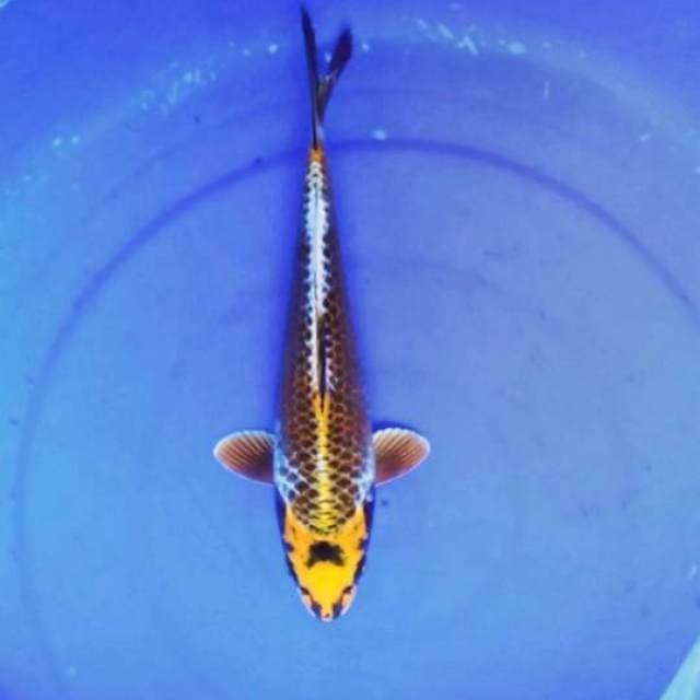 Simetris gingga punuk 31 cm
