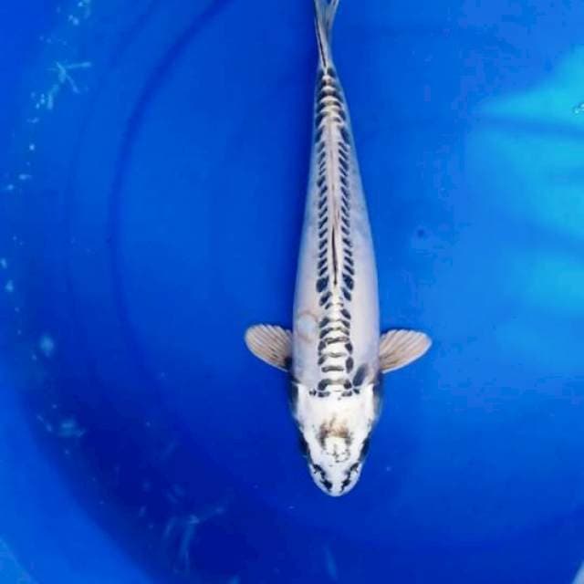 Hikarimono 32 cm male 