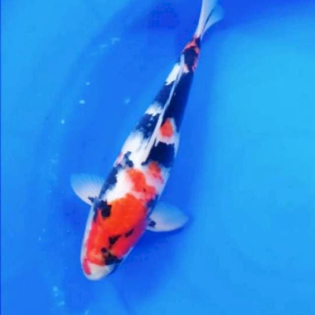 "MTGR# Showa male ±35 cm HOT⭐
