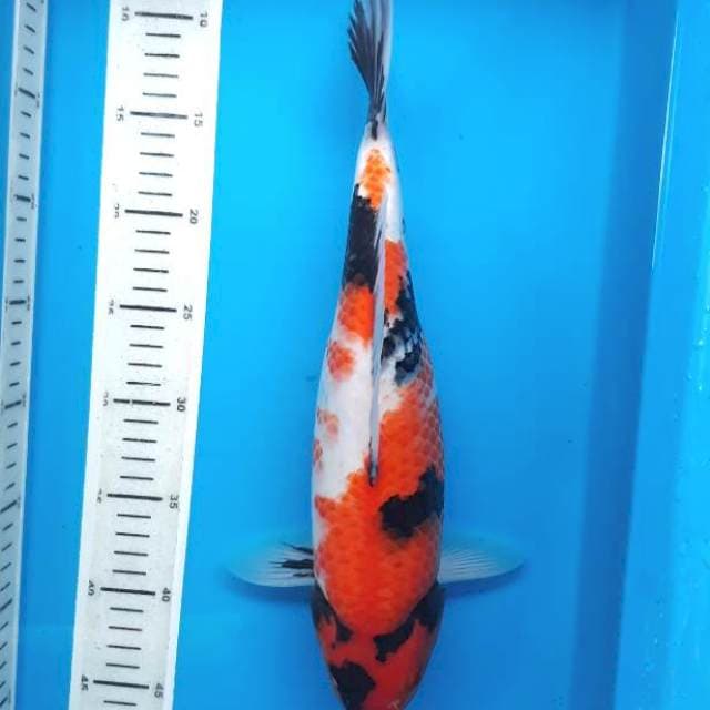 Showa 37cm