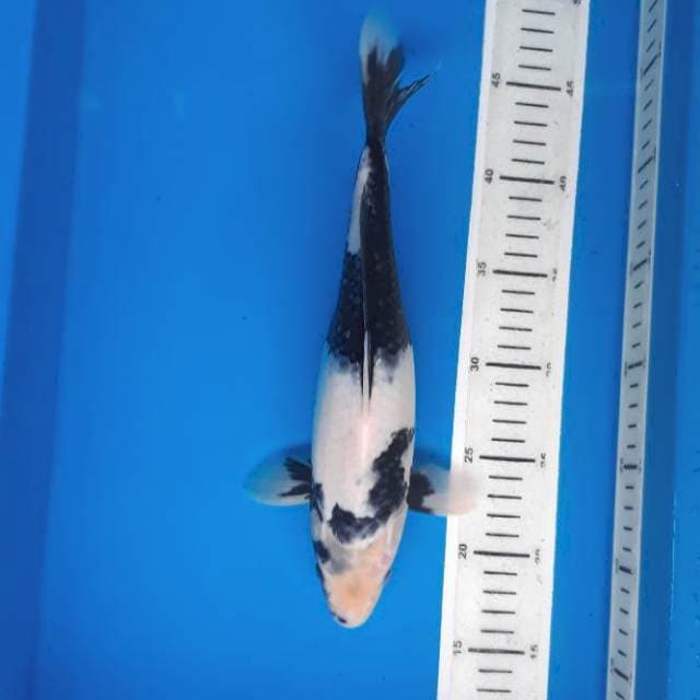Shiro 29cm
